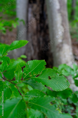 macro of plant leafs