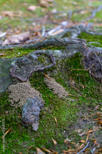 moss growth on the ground