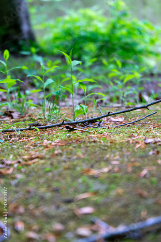 close up of small plants