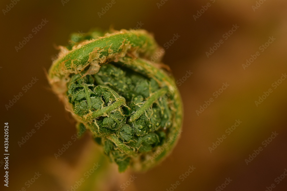 Young green spring fern leaves Young green spring fern leaves