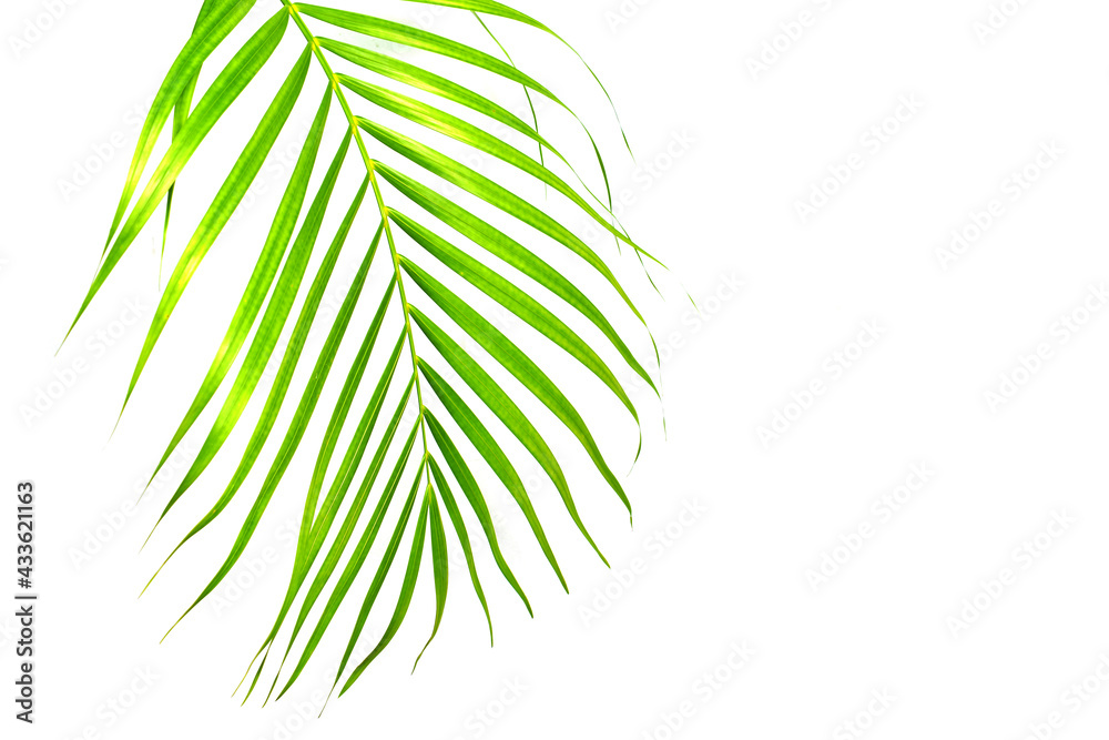green leaf isolated on white background