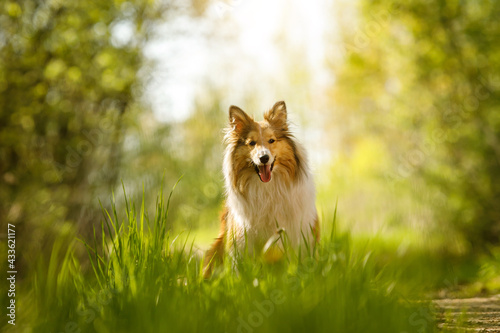 Happy dog in a forest. Shetland sheepdog is sitting on a grass.