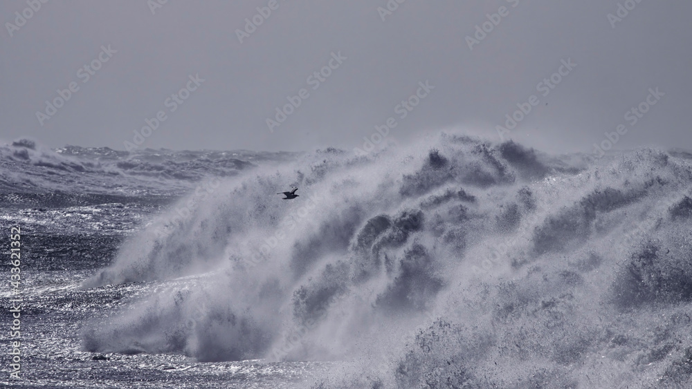 Stormy breaking sea wave