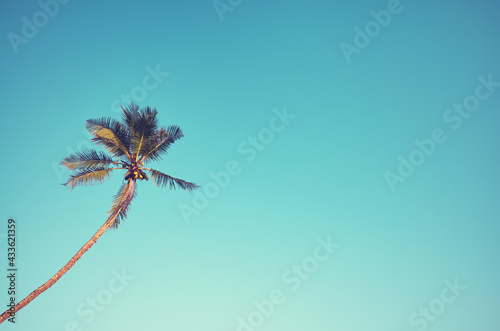 Coconut palm tree against the blue cloudless sky, color toning applied.
