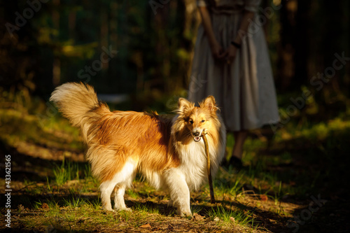 Shetland sheepdog with a stick in teeth. Dog at forest background.
