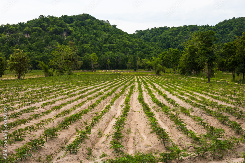 View of cassava fields near the foothills in rural Thailand.