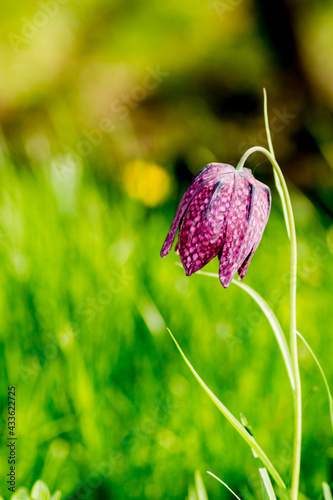 Beautiful Fritillaria meleagris in the meadow