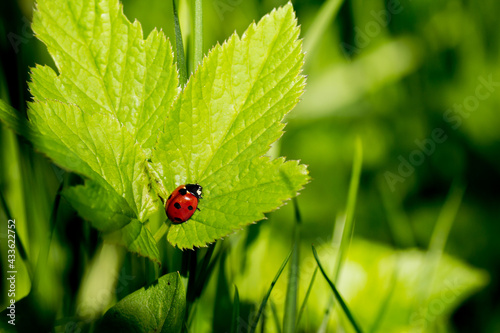ladybug on green leaf
