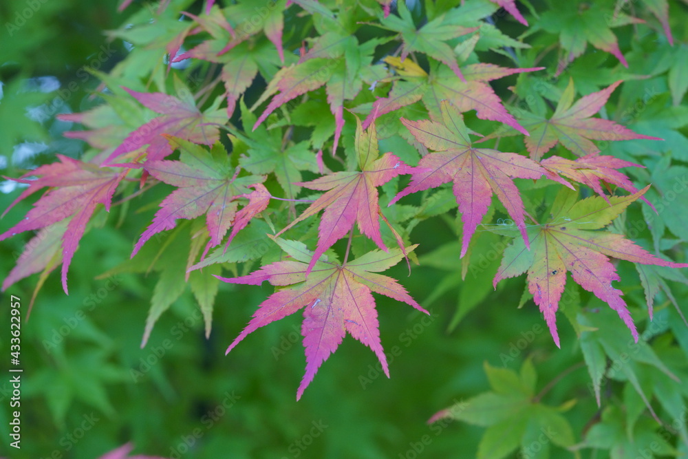 Autumn leaves of maple colored with beautiful gradation Autumn leaves of maple colored with beautiful gradation