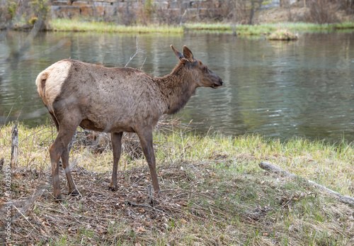 Elk  Cervus canadensis  standing on the water   s edge at Canmore  Alberta  Canada