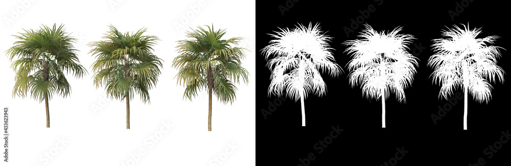 Obraz premium Many kinds of trees Variety of styles 
