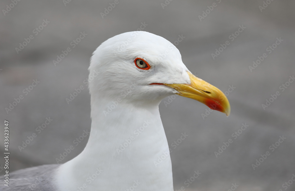 white angry seagull with the long yellow beak