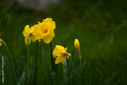 Narcissus pseudonarcissus photo