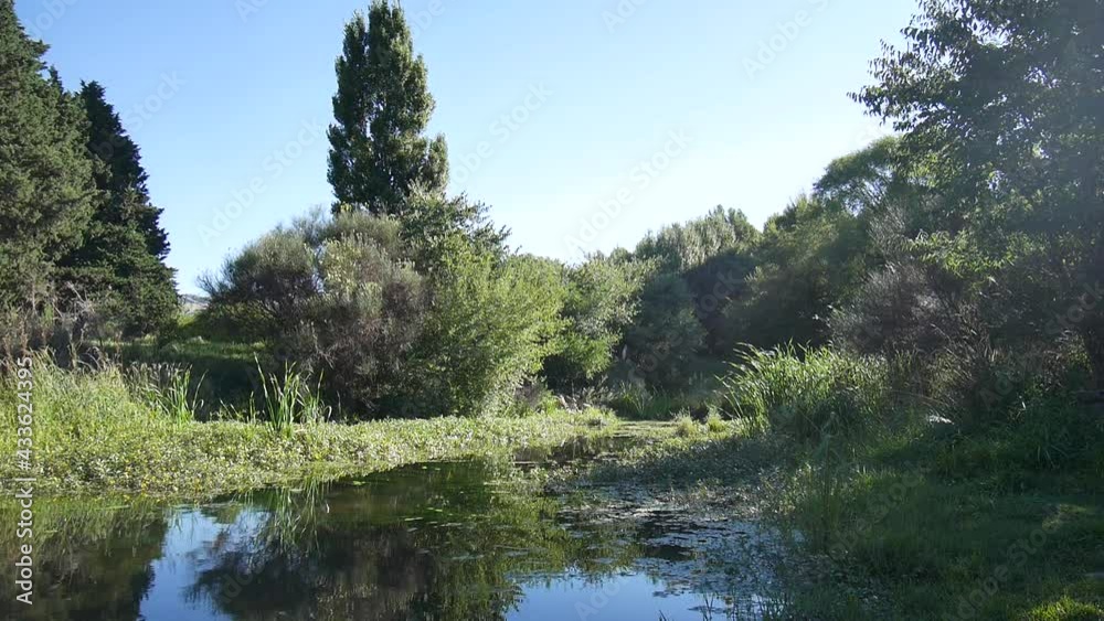 Quiet lake water mirror and wind with pine, trees, park and pastures Quiet lake water mirror and wind with pine, trees, park and pastures