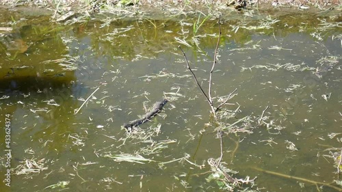 Dirty stagnant water with toad tadpoles and floating grasses in the garden photo