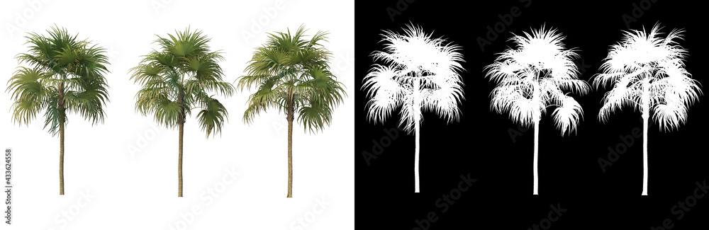 Fototapeta premium Many kinds of trees Variety of styles