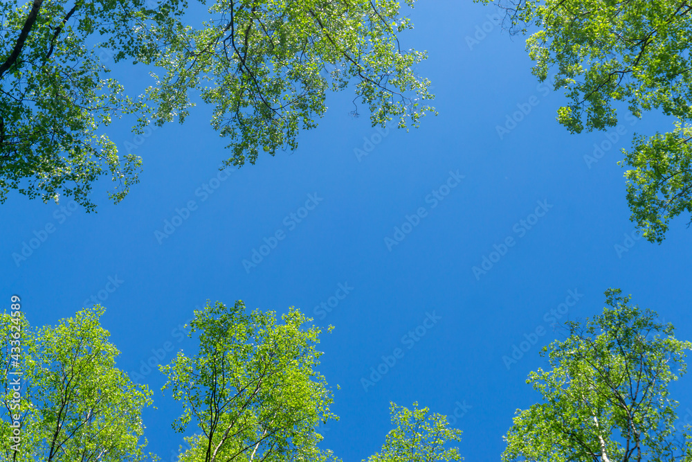 Fototapeta premium Looking up through the treetops. Beautiful natural frame of foliage against the sky. Copy space.Green leaves of a tree against the blue sky. Sun soft light through the green foliage of the tree.
