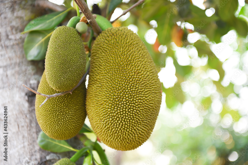 jack fruits jack fruits