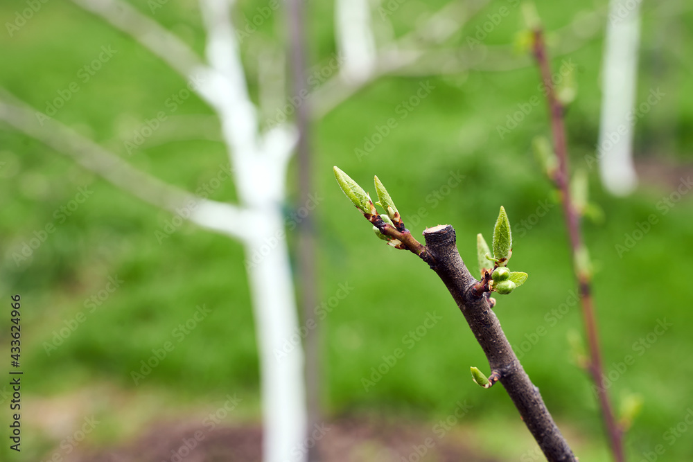 Fresh cut twig of the fruit tree with fresh green buds on beautiful spring garden background