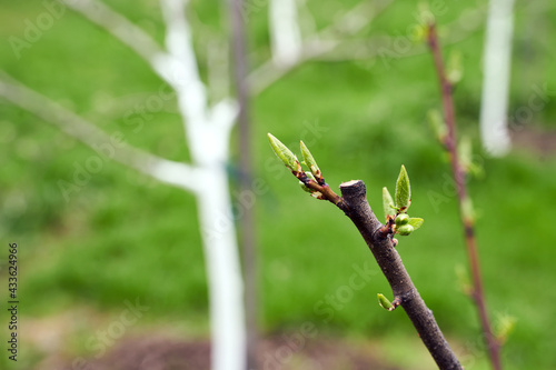 Obraz na płótnie Fresh cut twig of the fruit tree with fresh green buds on beautiful spring garden background w salonie