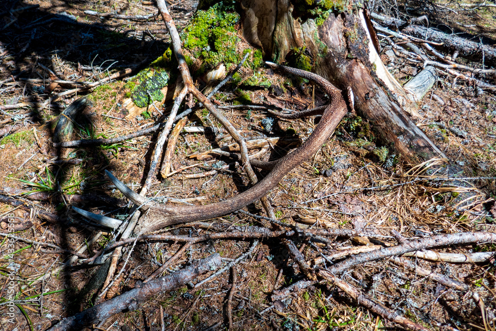 a shed antler from a red deer is lying on the forest floor in spring a shed antler from a red deer is lying on the forest floor in spring