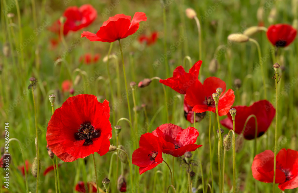 The homeopathic, red poppies (Papaver rhoeas) close-up The homeopathic, red poppies (Papaver rhoeas) close-up