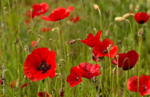 The homeopathic, red poppies (Papaver rhoeas) close-up