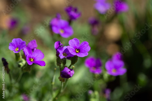 flowers in the garden