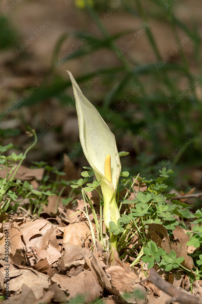 The plant (Arum orientale) grows in the mountain forest close-up The plant (Arum orientale) grows in the mountain forest close-up