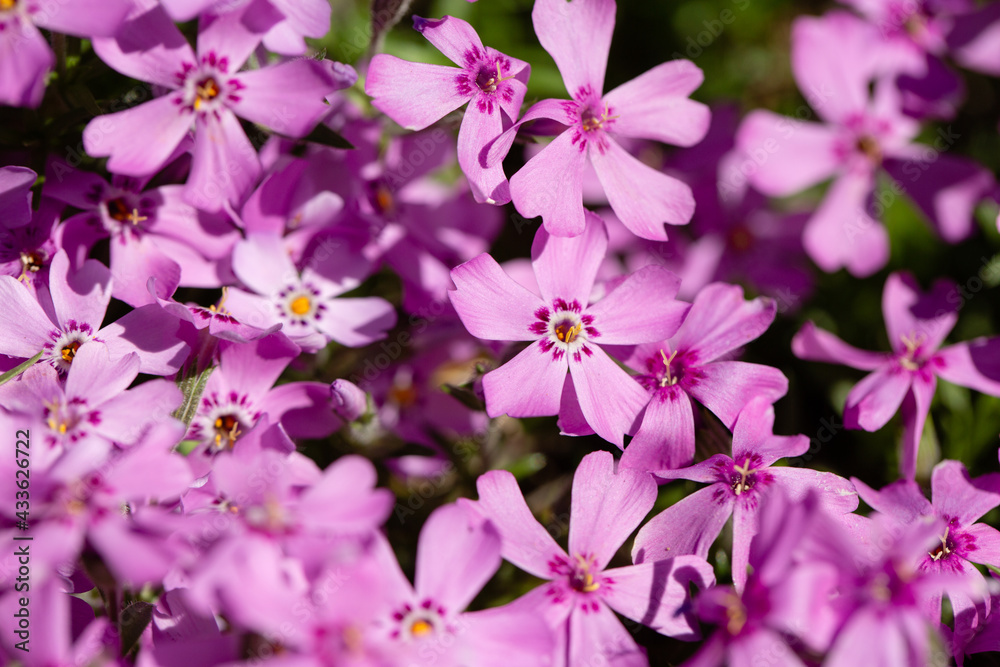 Obraz premium pink flowers