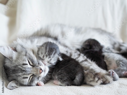 Mother cat sleeping with her newborn kittens. Cat feeding, hugging her babies. Love and care for pets concept
