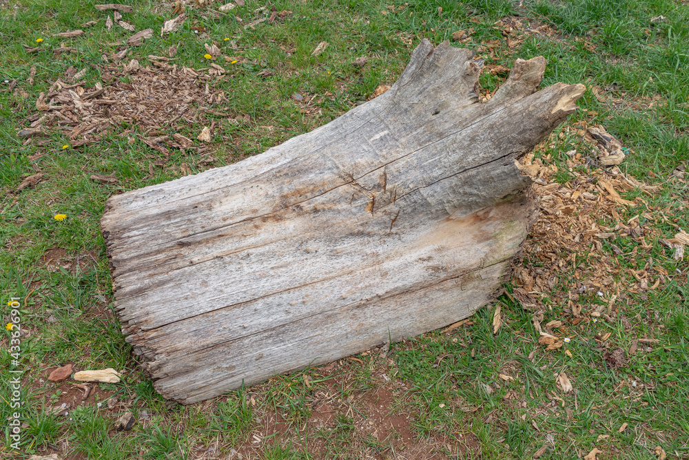 Thick Aspen tree trunk lumber wood log cut stump timber Thick Aspen tree trunk lumber wood log cut stump timber