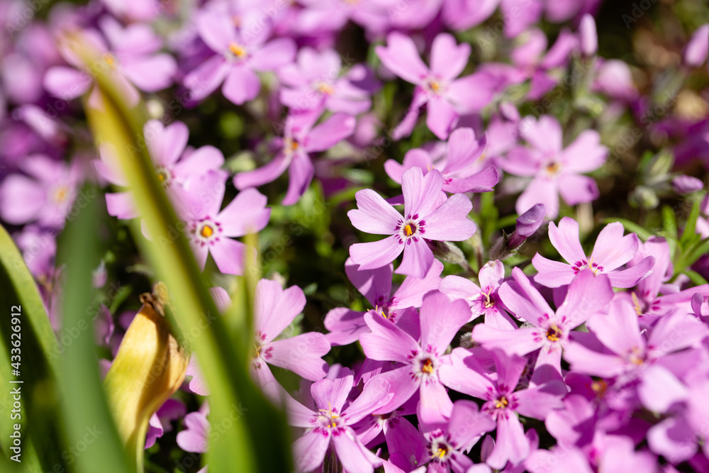 Obraz premium flowers in the garden