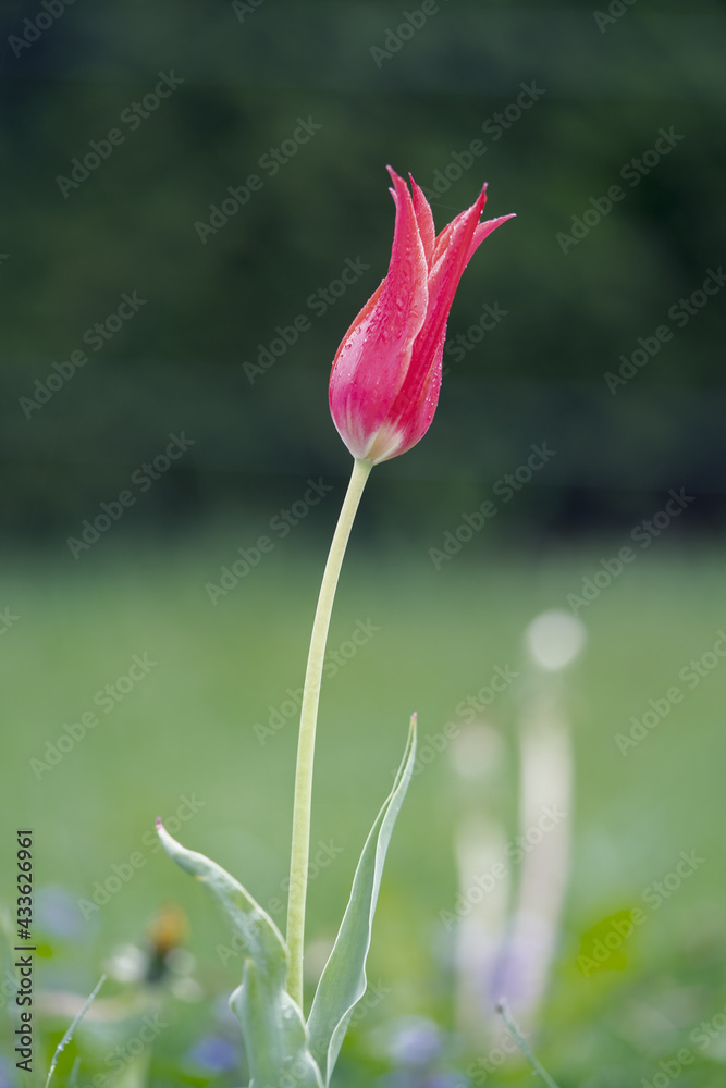 a single red tulip on a rainy morning
