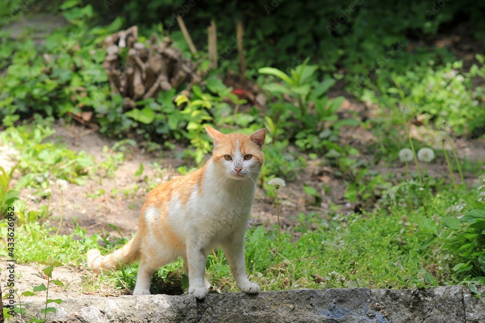 Fototapeta premium Red-haired street cat in the park