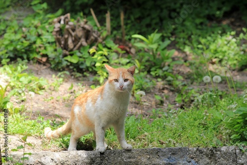 Red-haired street cat in the park © dinar12