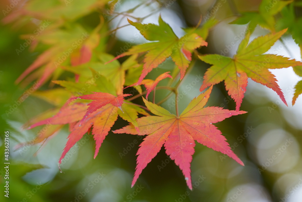 Autumn leaves of maple colored with beautiful gradation Autumn leaves of maple colored with beautiful gradation
