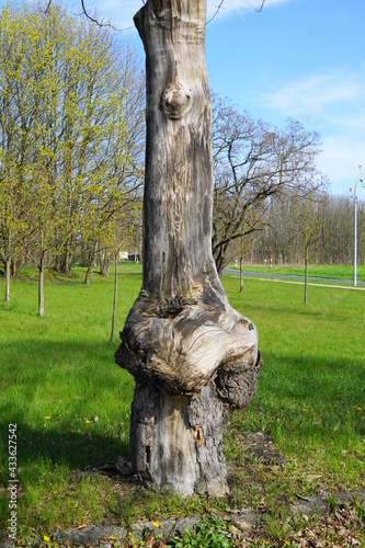 abgestorbner Baum, nackter Baum, kranker Baum