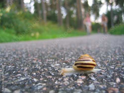 Bikes approaching snail in peril on road