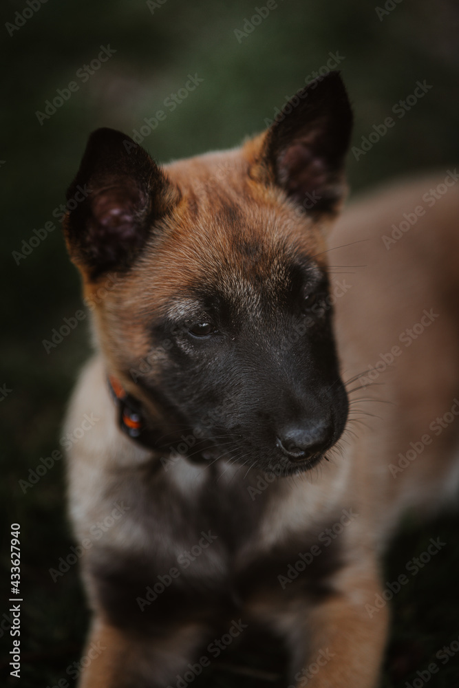 Belgian shepherd posing on grass. German shepherd dog. Belgian shepherd posing on grass. German shepherd dog.
