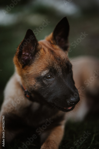 Belgian shepherd posing on grass. German shepherd dog.