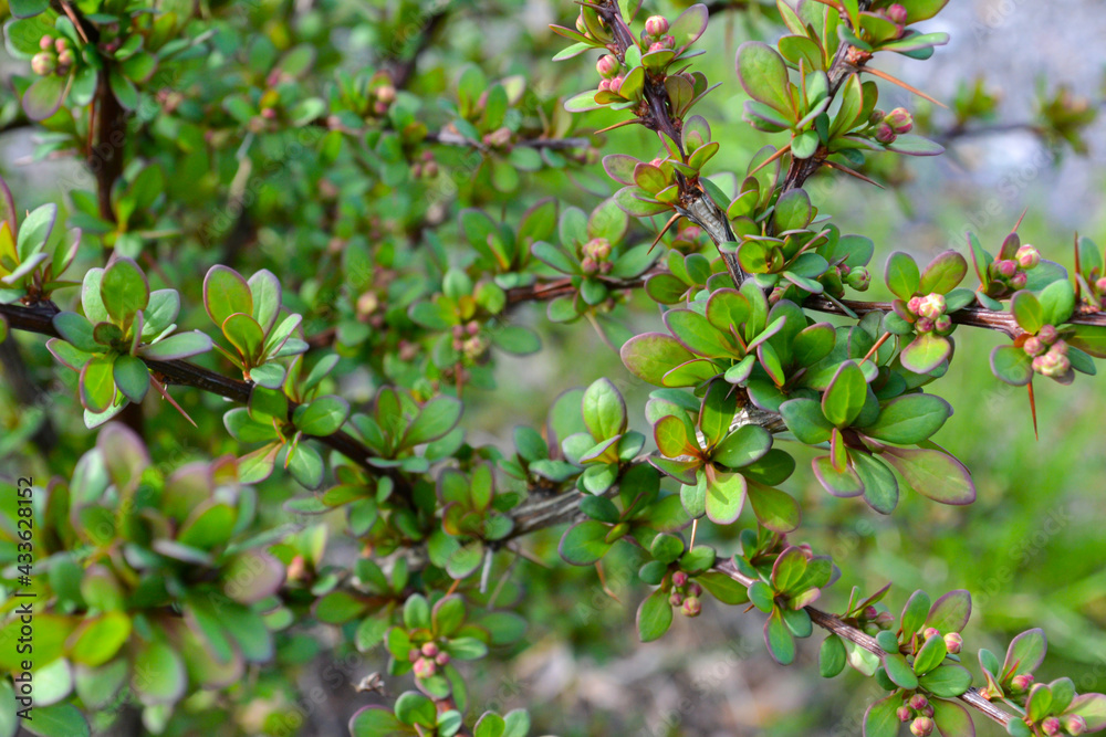 Cotoneaster thickets on a sunny day, side view. Green leaves of cotoneaster in the sun. Cotoneaster bush close-up.