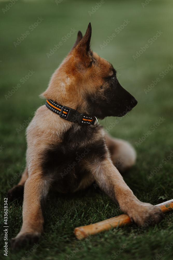 Belgian shepherd posing on grass. German shepherd dog. Belgian shepherd posing on grass. German shepherd dog.