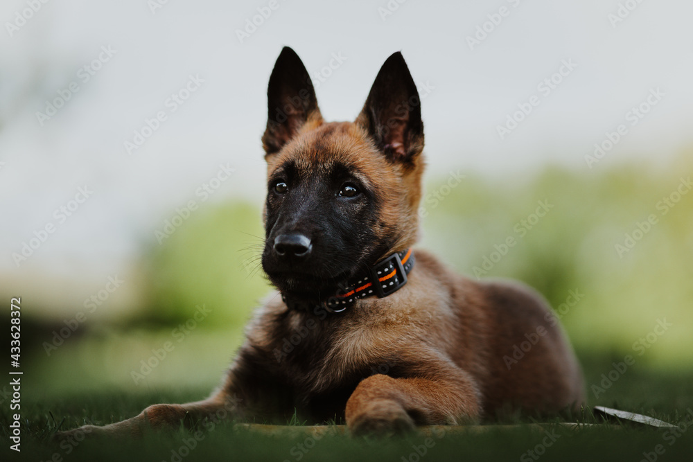 Belgian shepherd posing on grass. German shepherd dog.