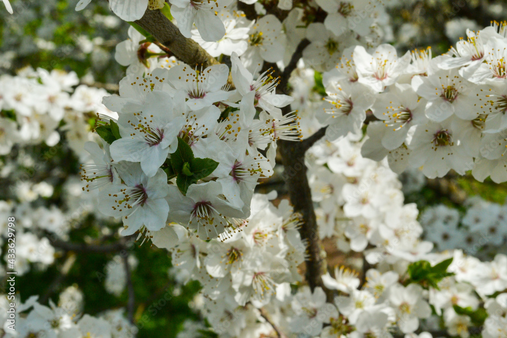 Cherry blossoms in full bloom. Expansion of cherry blossoms. Cherry blossoms in full bloom. Expansion of cherry blossoms.