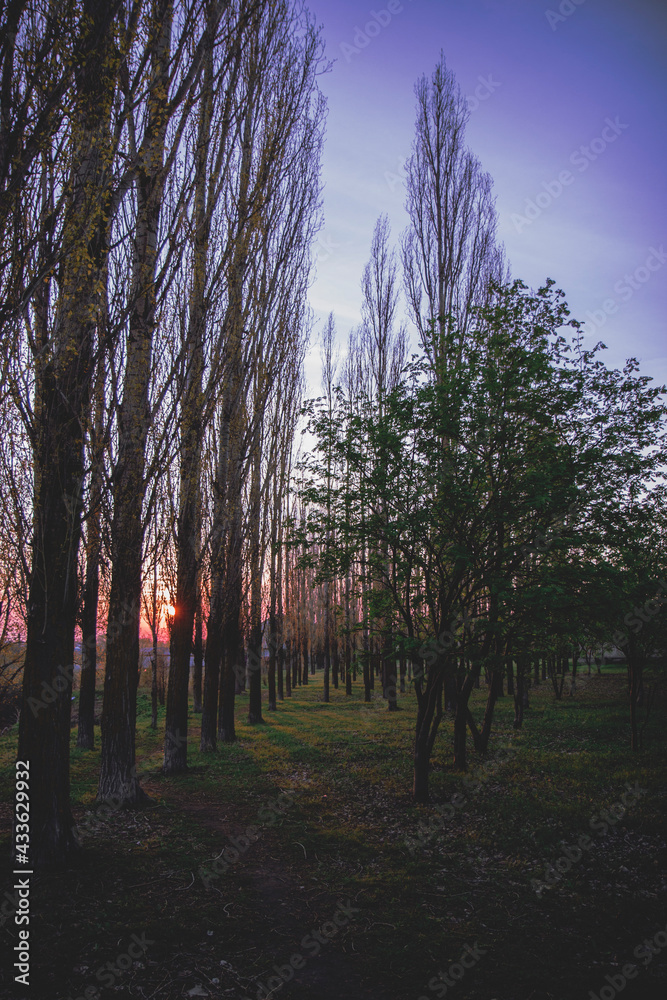 Obraz premium Sunset view through trees and grass