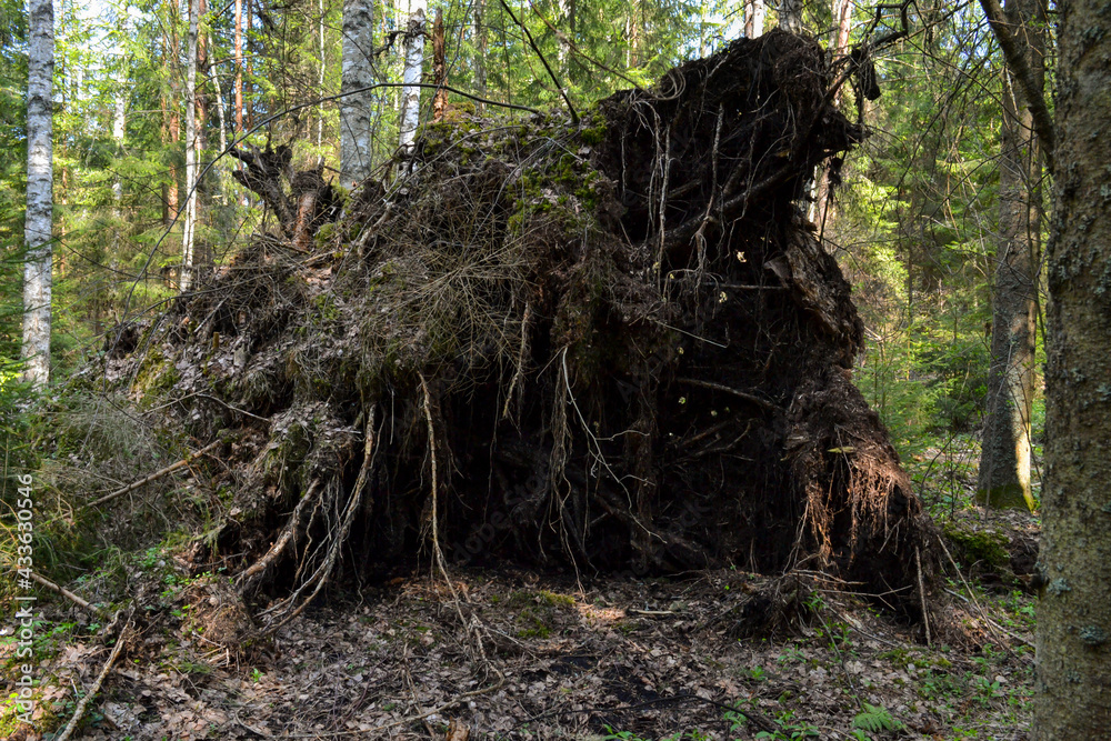 Fototapeta premium The tree root in the forest was broken by a storm.