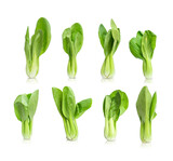 Collection of bok choy  vegetable (chinese cabbage) isolated on white background
