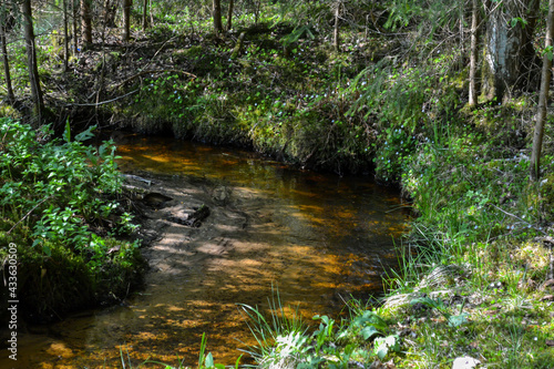 Forest river in a bend. Green grass on the shore and spring flowers bloom.