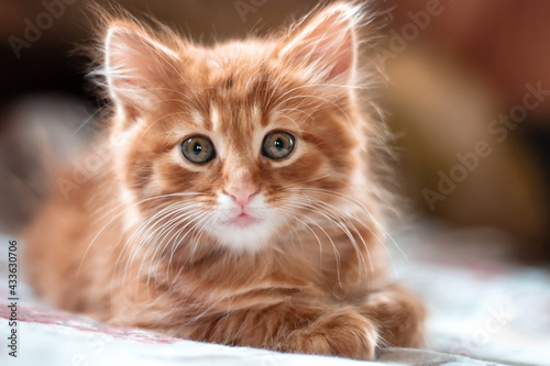 Cat kitten red headed wondered lying face portrait